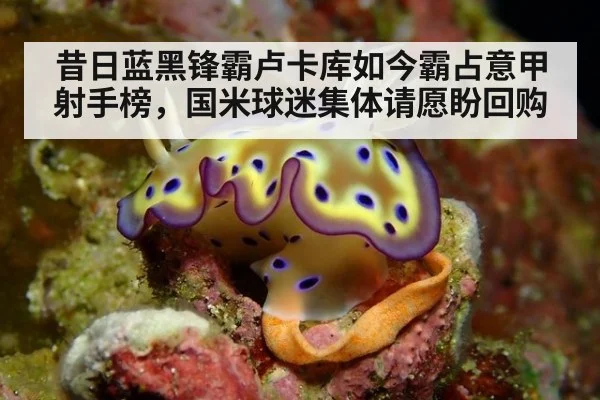 昔日蓝黑锋霸卢卡库如今霸占意甲射手榜，国米球迷集体请愿盼回购